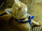 Un chat Mau Arabe aveugle rapporte son jouet