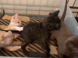 Sept chatons Minskins bien turbulents