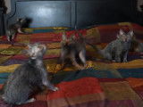 Des chatons Lykoi s'amusent sur un lit