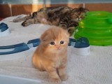 Deux adorables chatons Foldex et leur maman