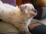 Un Chaton Mohave Bob cascadeur
