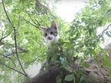 Un chaton Australian Mist grimpe dans l'arbre