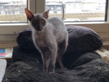 Présentation de Michael Jackson le Lykoi