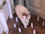 Un Lambkin et un Ragdoll font un parcours d'obstacles