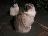 Un Lambkin et un Ragdoll s'amusent en pleine nuit