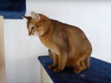 Un chat Ceylan s'amuse avec son jouet en forme de souris