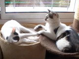 Cohabitation d'un chat Bobtail Japonais avec d'autres chats