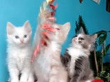 Quatre chatons Angora Turc jouent avec un plumeau