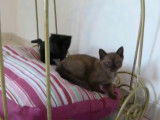 Des chatons Burmese American et Bombay jouent ensemble