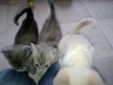 Des chatons Australian Mist découvrent leur environnement