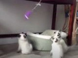 Des chatons Balinais s'amusent avec un jouet en forme de poisson
