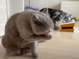 Un American Shorthair et un British Shorthair cohabitent sereinement
