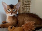 Un chaton Abyssin installé sur l'arbre à chat