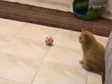 Un chat Anatoli joue à la balle