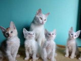 Une fratrie de chatons Angora Turc s'amuse avec un jouet