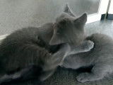 Moment de jeu  entre ces chatons Bleu Russe