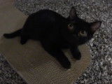 Ce chaton Bombay s'amuse avec plusieurs jouets