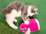 Moment de jeux pour ces chatons Bobtail des Kouriles