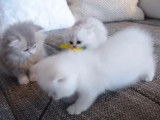 Ces chatons British Longhair jouent avec un plumeau