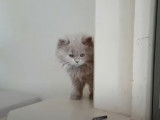 Stimuler son chaton British Longhair