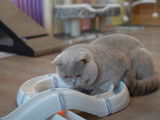 Un véritable moment de jeu pour ce British Shorthair