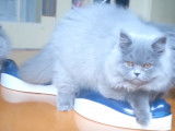 Cohabitation et jeu entre ces chatons British Longhair