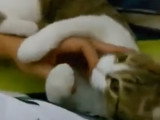 Moment de tendresse pour ce chat American Wirehair