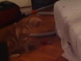 Cet adorable American Wirehair joue comme un chien