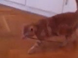 Grande partie de jeu pour cet American Wirehair