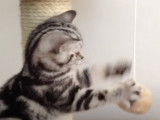 Grand moment de jeu dans l'arbre à chat pour ce British Shorthair