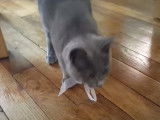 Ce Chartreux joue comme un petit fou