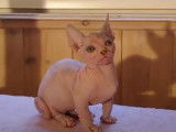 Des galipettes au programme pour ce chat Bambino