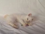 Le jeu où l'activité favorite de ces Bobtail du Mékong