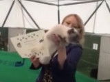 Ce Bobtail du Mékong est le champion de ce concours de beauté