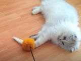 Ces deux British Longhair jouent avec un pompon