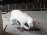 Grande partie de jeu pour ce chaton Burmilla