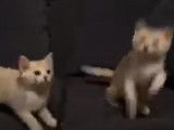 Grand moment de jeu pour ces chatons Burmilla