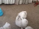 Cette fratrie de Chinchilla jouent avec un plumeau