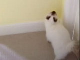 Ce Sacré de Birmanie miaule avec insistance