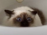 Ce Sacré de Birmanie joue dans la baignoire