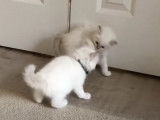 Un moment de jeu pour des Sacré de Birmanie