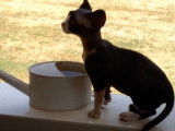 Le quotidien de ce chaton Devon Rex