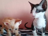 Un grand moment de jeu pour ces chatons Devon Rex