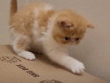 Opération stimulation d'un chaton Exotic Shorthair !