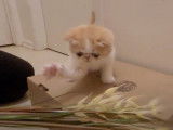 Un chaton Exotic Shorthair qui est fou d'un jouet