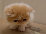 Un chaton Exotic Shorthair de 6 semaines qui joue avec son maitre