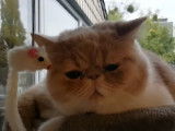 Un Exotic Shorthair qui joue dans l'arbre à chat