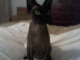 Ce Devon Rex rapporte le jouet comme un chien