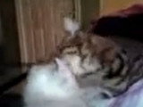 Une toilette mutuelle pour ces chatons Highlander