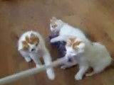 Chatons Anatoli qui jouent avec un plumeau